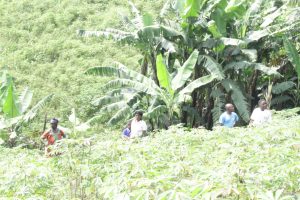 Monitoring of the plantations of the members of the Afroagripreneurs Network in 2022 in the volcanic zone of eastern DR Congo.